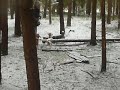 Beagle Olivia: Spruenge im Wald