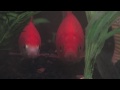 Pet & Animal Care : How to Tell If a Goldfish Is Pregnant