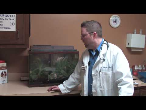 how to take care of goldfish eggs
