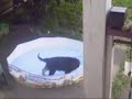 Ryker In His New Pool Having Fun!