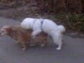 Hunde! Hunde!