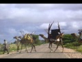 Muuse Ismaaciil Qalinle Waan kuu Waramayaa.wmv