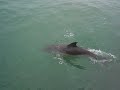un dauphin à DUNKERQUE