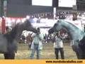 Loving Arabian horses