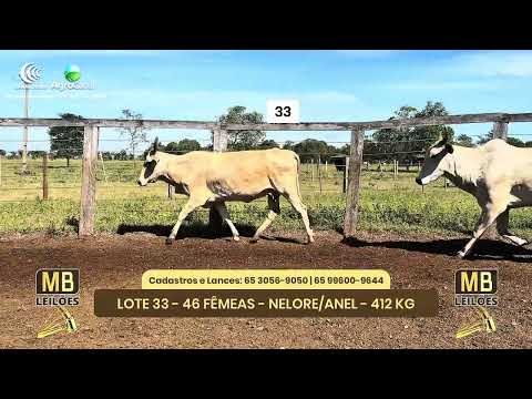 545� LEIL�O VIRTUAL MB LEIL�ES