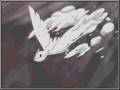 Who Put the Bomp? Naruto AMV