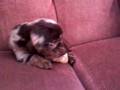 Daschund (teckel) chihuahua mix