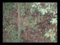 Early season Bow Hunt viewer discretion advised