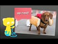 Weiner Dogs : Ultra Kawaii - free flv video @ vwatch.tv
