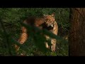 Luchs in freier Wildbahn / Lynx in wildlife