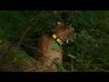 Luchs in freier Wildbahn / Lynx in wildlife