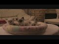 Birman kittens