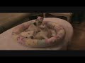Birman kittens