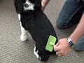 Safari&reg; Massage Brush for Dogs
