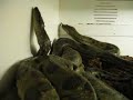 Anacondas Anacondas