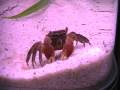 fishtank with redclaw crab having his...