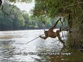 Fotos comprovam que orangotangos s�o capazes de nadar