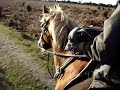 Carrying wounded storm the lurcher