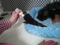 Kitten Search Kitten Search