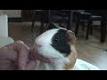 2 - Pūkis Jūrų kiaulytė Guinea pig морская свинка