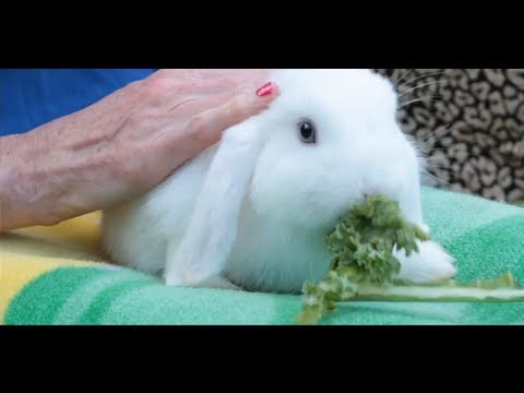 how to care pet rabbit