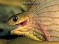 Amasing snake Amasing snake