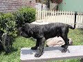 hijo de giotto di saroma 2