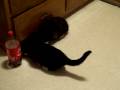 videos de Bitch Cat Likes Steak Cont'd