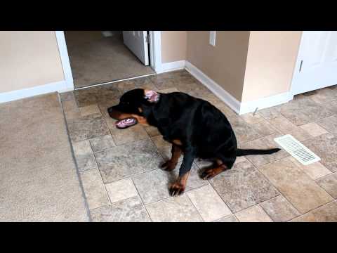 how to cure yeast infection in dogs ears