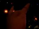 jacobo-el-gato-nitch-de-malacates.html