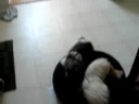 HOLLY MOLLY!!!!!!! fight-2 HOLLY MOLLY!!!!!!! fight-2
