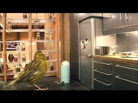 Robinsons Bird Advert See video