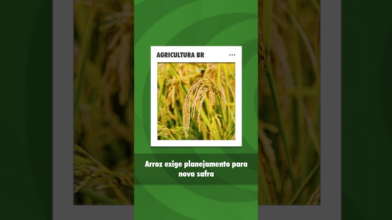 Planejamento orienta produtores de arroz para a safra 2026/27