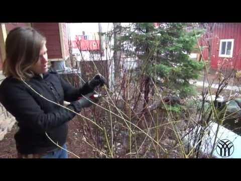 how to transplant red twig dogwood