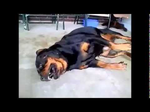 how to control epilepsy in dogs