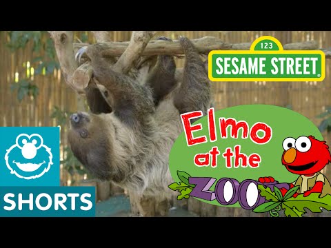 Sesame Street 07 - Watch these Baby Animals Move Thumbnail