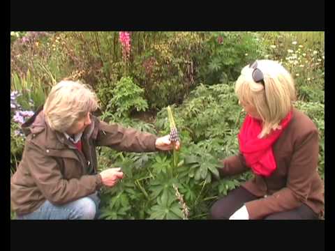 how to care for lupins after flowering