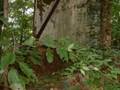 Nesbitt-Union Chapel Ruins
