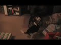 One Beagle, Two Boston Terriers.