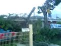 Tree Falls on Mates Car after chopping it down with chainsaw