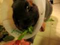BunBun enjoys a treat after her surgury
