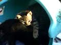 gatos