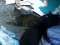 gatos