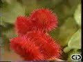 664 - Amazônia Viva - Novelas Ecológicas - Ecovídeo 664 - Amazônia Viva - Novelas Ecológicas - Ecovídeo