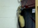 Gaston, furet � adopter, Mustela