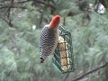 Red Bellied Woodpecker on bird feeder