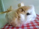 Bris�is qui papote