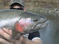 ELECTION DAY STEELHEAD SLAUGHTER