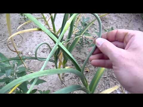 how to harvest garlic scapes