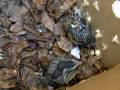 Baby Robins in the Summer